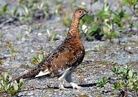 Image of: Lagopus lagopus (willow ptarmigan)