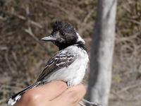 Image of: Sakesphorus bernardi (collared antshrike)