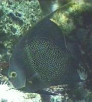 Image of: Pomacanthus paru (french angelfish)