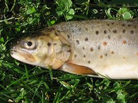 Salmo trutta fario - Brown Trout