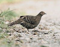 Mikado Pheasant - Syrmaticus mikado