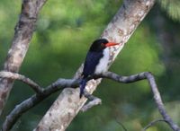 White-rumped Kingfisher - Caridonax fulgidus