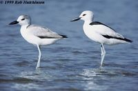 Crab-plover - Dromas ardeola