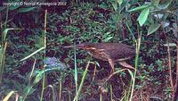 Black Bittern - Dupetor flavicollis