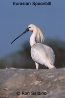 Eurasian Spoonbill - Platalea leucorodia