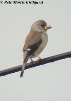 Yellow-billed Grosbeak - Eophona migratoria