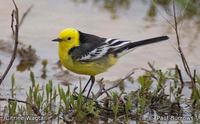 Citrine Wagtail - Motacilla citreola