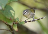 Tennessee Warbler (Vermivora peregrina) photo