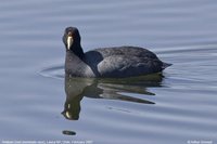 Slate-colored Coot - Fulica ardesiaca