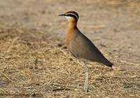 Indian Courser - Cursorius coromandelicus