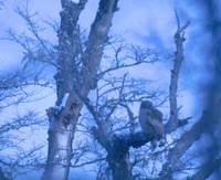 Blakiston's Fish-Owl (Ketupa blakistoni) photo