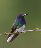 White-necked Jacobin (Florisuga mellivora) photo