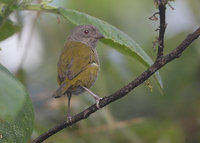 Dusky Bush-Tanager (Chlorospingus semifuscus) photo