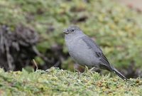 Plumbeous Sierra-Finch (Phrygilus unicolor) photo