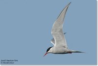 South American Tern - Sterna hirundinacea