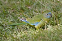 Turquoise Parrot - Neophema pulchella