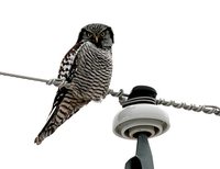 Northern Hawk Owl - Surnia ulula