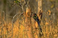 Green Woodhoopoe - Phoeniculus purpureus