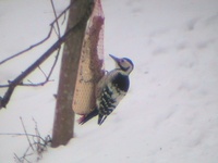 White-backed Woodpecker - Dendrocopos leucotos