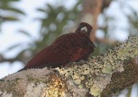 Scaly-breasted Woodpecker - Celeus grammicus