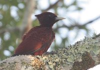 Scaly-breasted Woodpecker - Celeus grammicus