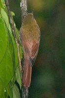 Olivaceous Woodcreeper - Sittasomus griseicapillus