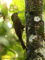 Spotted Woodcreeper - Xiphorhynchus erythropygius