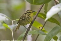 Yellow-browed Antbird - Hypocnemis hypoxantha