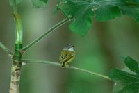 Spotted Tody-Flycatcher - Todirostrum maculatum
