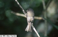 Jamaican Pewee - Contopus pallidus