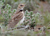 Bimaculated Lark - Melanocorypha bimaculata