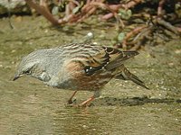 Alpine Accentor - Prunella collaris