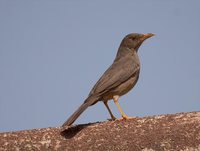 Olive Thrush - Turdus olivaceus