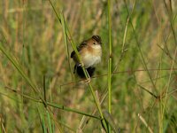 Golden-headed Cisticola - Cisticola exilis