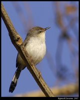 Graceful Prinia - Prinia gracilis