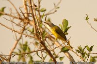 Green-backed Eremomela - Eremomela canescens