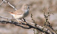 Asian Desert Warbler - Sylvia nana