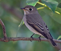 Asian Brown Flycatcher - Muscicapa dauurica