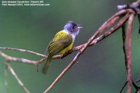 Gray-headed Canary-flycatcher - Culicicapa ceylonensis