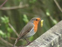 European Robin - Erithacus rubecula