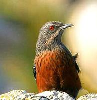 Rufous Rock-jumper - Chaetops frenatus