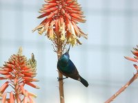 Palestine Sunbird - Cinnyris oseus