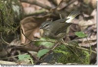 Buff-rumped Warbler - Basileuterus fulvicauda