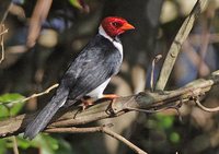 Yellow-billed Cardinal - Paroaria capitata