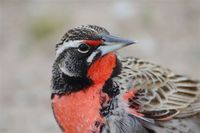 Long-tailed Meadowlark - Sturnella loyca