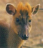 Truong Son Muntjac