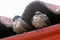 Brown-bellied Swallow