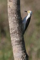 White  woodpecker   -   Melanerpes  candidus   -   Picchio  bianco