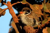 White-eared  puffbird   -   Nystalus  chacurus   -   Piumino  guancebianche