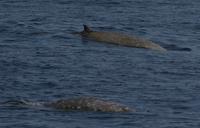 Two adult male Cuvier's beaked whales. The whale in the foreground is logging at the surface (c)...